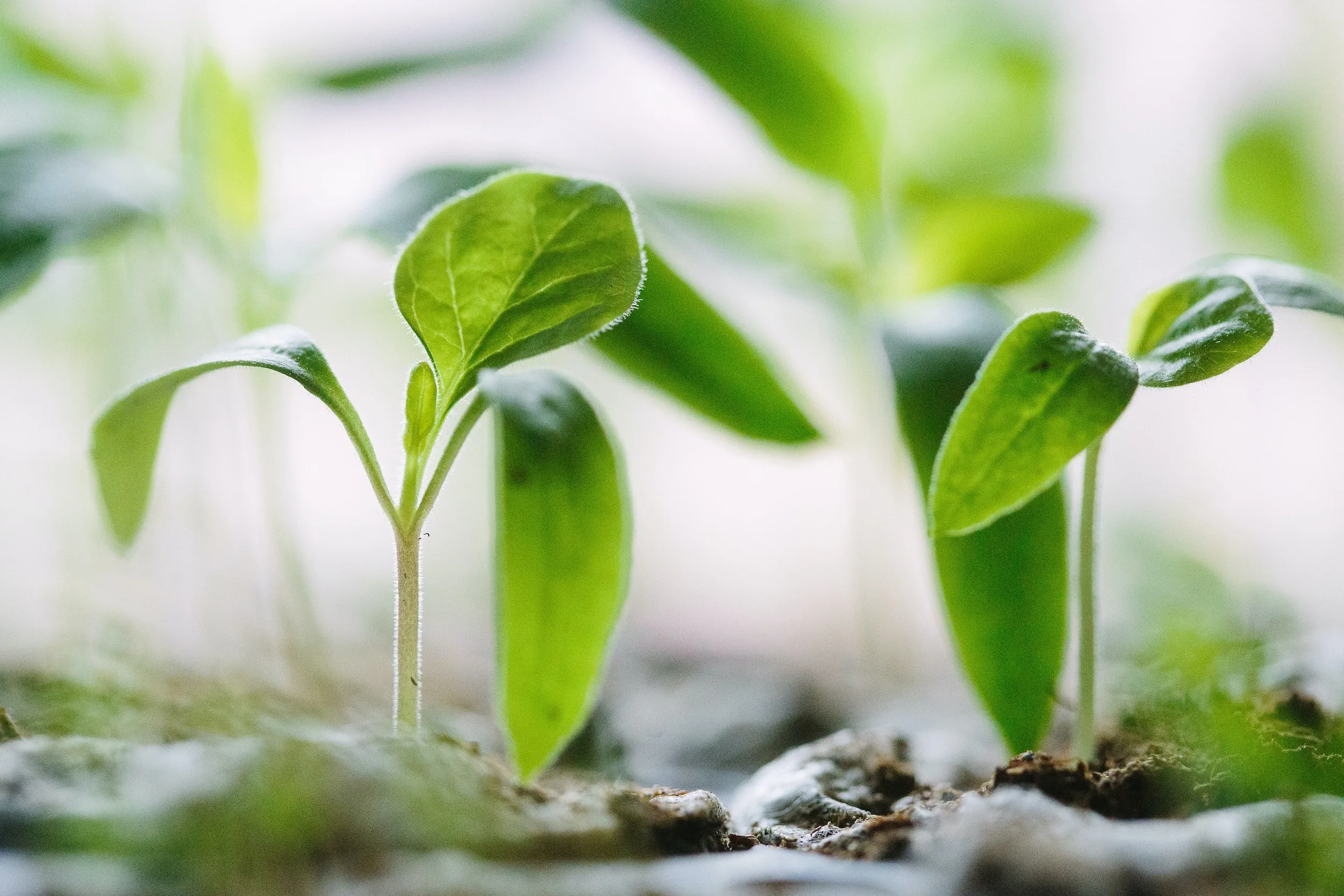 growing a startup